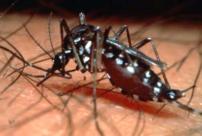 dengue-aedes1