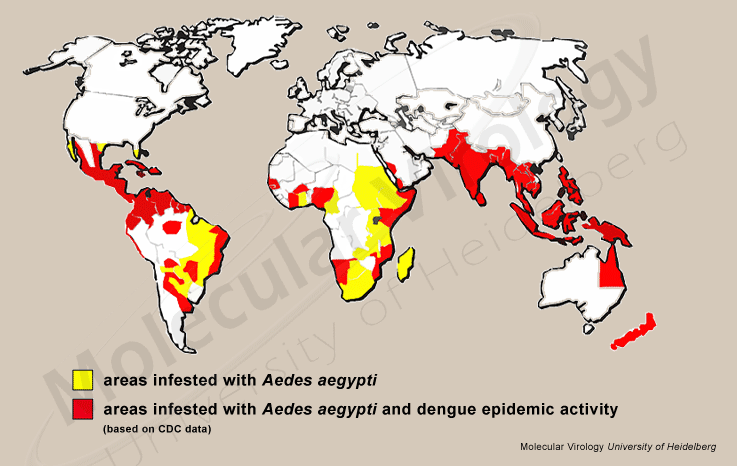 dengue_figa_prevalence