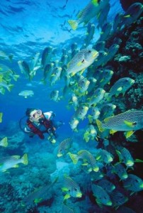 diving11