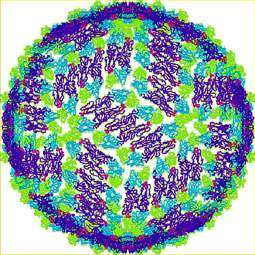 The Dengue Virus