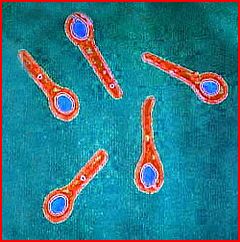 Tetanus Bacterium