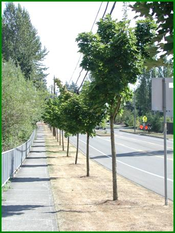 tree_planting_project