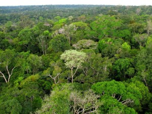 Amazon canopy